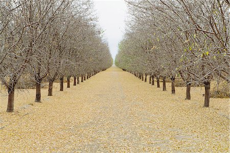 san joaquin valley - Rows of pistachio trees, San Joaquin Valley, near Bakersfield Stockbilder - Premium RF Lizenzfrei, Bildnummer: 6118-07353520