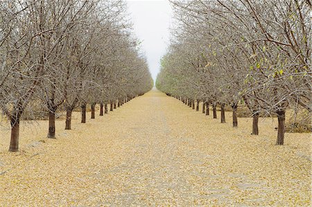 Rows of pistachio trees, San Joaquin Valley, near Bakersfield Stock Photo - Premium Royalty-Free, Code: 6118-07353520