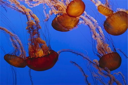 shoal (group of marine animals) - Sea nettle jellyfish in a water tank, underwater, with long tentacles. Photographie de stock - Premium Libres de Droits, Code: 6118-07353524