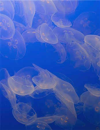 floating (object on water) - The ghostly translucent moon jelly fish at Monterey Bay Aqarium. Stock Photo - Premium Royalty-Free, Code: 6118-07353525