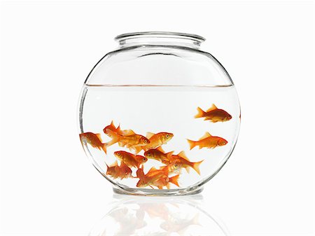 poisson rouge - Goldfish swimming in a bowl Photographie de stock - Premium Libres de Droits, Code: 6118-07353664