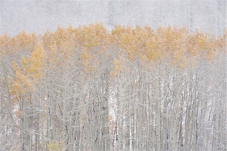 simsearch:6118-07440629,k - Aspen trees in autumn during snow fall. The Wasatch Mountains in Utah. Stock Photo - Premium Royalty-Free, Code: 6118-07353677