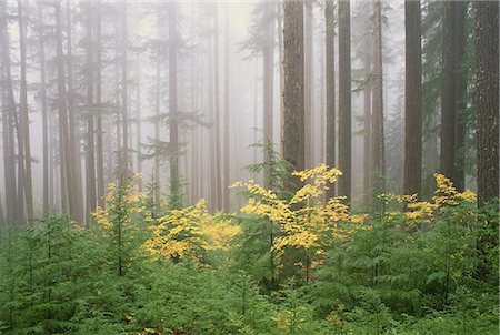 simsearch:6118-07440632,k - Hemlock and vine maple trees in the Umpqua National Forest. Green and yellow foliage. Foto de stock - Royalty Free Premium, Número: 6118-07353676