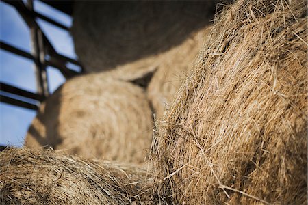 Hay, dried grass and animal fodder, bales stacked in a barn on an organic farm. Photographie de stock - Premium Libres de Droits, Code: 6118-07353759