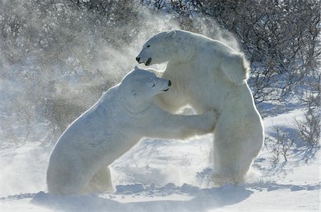 Polar bears in the wild. A powerful predator and a vulnerable  or potentially endangered species. Two animals wrestling each other. Stock Photo - Premium Royalty-Free, Code: 6118-07353786