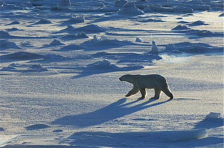 simsearch:6118-07353787,k - Polar bears in the wild. A powerful predator and a vulnerable  or potentially endangered species. Foto de stock - Sin royalties Premium, Código: 6118-07353793