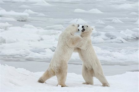 Polar bears in the wild. A powerful predator and a vulnerable  or potentially endangered species. Photographie de stock - Premium Libres de Droits, Code: 6118-07353791