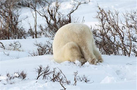 Polar bears in the wild. A powerful predator and a vulnerable  or potentially endangered species. Photographie de stock - Premium Libres de Droits, Code: 6118-07353797