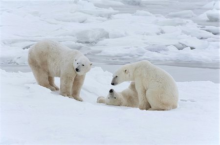 Polar bears in the wild. A powerful predator and a vulnerable  or potentially endangered species. Photographie de stock - Premium Libres de Droits, Code: 6118-07353796