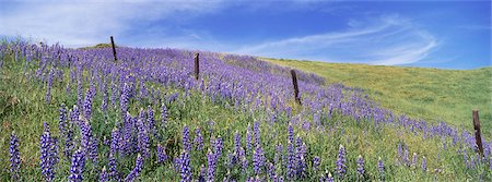 Field of lupins. Lupinus jaimehintoniana. Photographie de stock - Premium Libres de Droits, Code: 6118-07353847