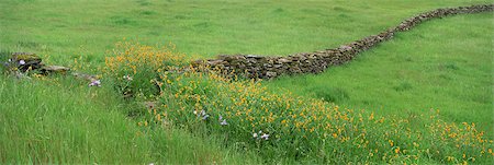 stone walls in meadows - Meadow with stone wall and wildflowers. Stock Photo - Premium Royalty-Free, Code: 6118-07353848
