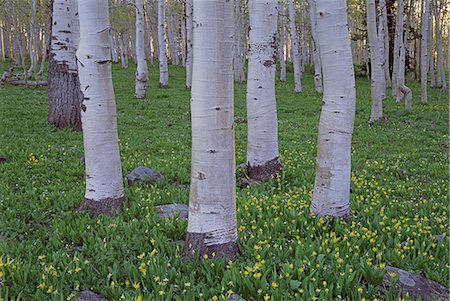 Grove of aspen trees, with white bark and bright green vivid colours in the wild flowers and grasses underneath. Foto de stock - Royalty Free Premium, Número: 6118-07353856
