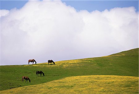 four animals - Lush grazing for horses in the meadows of California. Foto de stock - Sin royalties Premium, Código: 6118-07353870