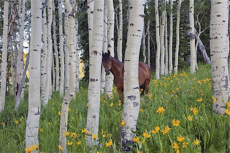 Horse in a field of wildflowers and aspen trees. Uinta Mountains, Utah. Stock Photo - Premium Royalty-Free, Code: 6118-07353871