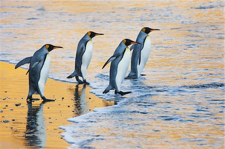 A group of four adult King penguins at the water's edge walking into the water, at sunrise. Reflected light. Stock Photo - Premium Royalty-Free, Code: 6118-07353813