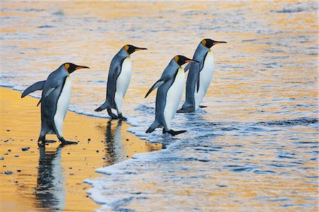 simsearch:6118-07440429,k - A group of four adult King penguins at the water's edge walking into the water, at sunrise. Reflected light. Stock Photo - Premium Royalty-Free, Code: 6118-07353813