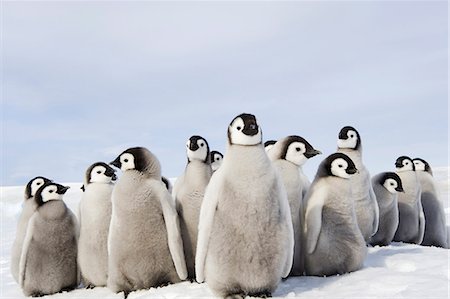 simsearch:6118-08226997,k - A nursery group of Emperor penguin chicks, huddled together, looking around.  A breeding colony. Photographie de stock - Premium Libres de Droits, Code: 6118-07353810