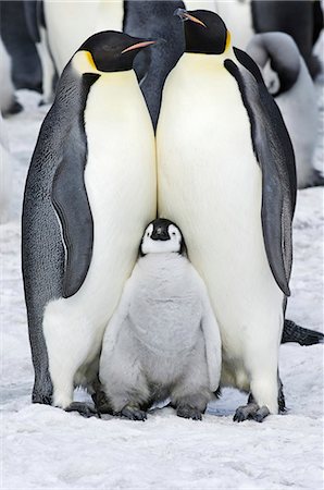 Two adult Emperor penguins and a baby chick nestling between them. Photographie de stock - Premium Libres de Droits, Code: 6118-07353822