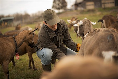 A small organic dairy farm with a mixed herd of cows and goats.  Farmer working and tending to the animals. Foto de stock - Sin royalties Premium, Código: 6118-07353921