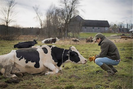 farmer (male) - A small organic dairy farm with a mixed herd of cows and goats. Stock Photo - Premium Royalty-Free, Code: 6118-07353926