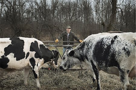 A small organic dairy farm with a mixed herd of cows and goats.  Farmer working and tending to the animals. Stock Photo - Premium Royalty-Free, Code: 6118-07353929