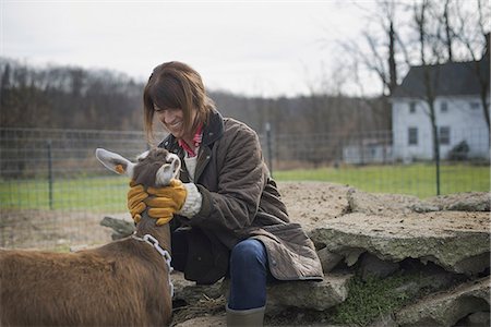 A small organic dairy farm with a mixed herd of cows and goats.  Farmer working and tending to the animals. Stock Photo - Premium Royalty-Free, Code: 6118-07353931