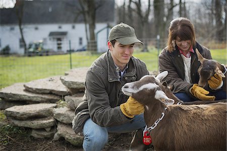 A small organic dairy farm with a mixed herd of cows and goats.  Farmer working and tending to the animals. Stock Photo - Premium Royalty-Free, Code: 6118-07353932