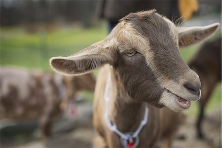 simsearch:6118-07353756,k - A small organic dairy farm with a mixed herd of cows and goats. Stock Photo - Premium Royalty-Free, Code: 6118-07353935