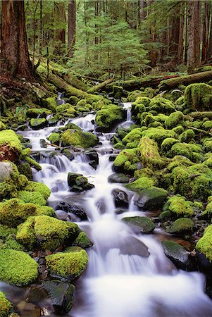 A stream flowing over moss covered rocks in the Olympic National Park, in Washington State. Photographie de stock - Premium Libres de Droits, Code: 6118-07354071