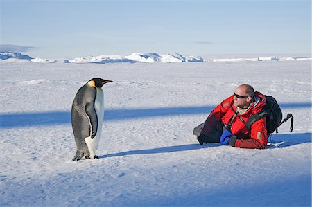 A man lying on his side on the ice, close to an emperor penguin standing motionless. Photographie de stock - Premium Libres de Droits, Code: 6118-07354075