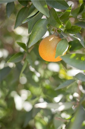 A single orange fruit hanging from a fruit tree in leaf. An organic orchard fruit. Photographie de stock - Premium Libres de Droits, Code: 6118-07354086