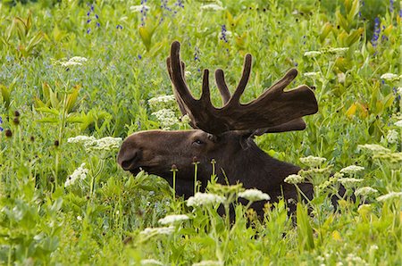 elch - An adult moose. Alces alces. Grazing in the long grass in the Albion basin, of the Wasatch mountains, in Utah. Stockbilder - Premium RF Lizenzfrei, Bildnummer: 6118-07354091