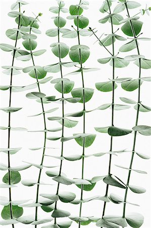 plant leaf photography - Close up of the small green leaves of the Eucalyptus gunnii tree, also know as Cider Gum. Leaves arranged in pairs on the twig. Stock Photo - Premium Royalty-Free, Code: 6118-07354097