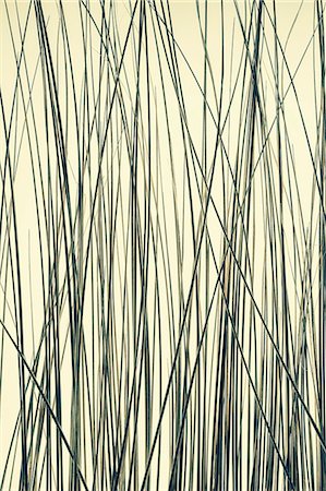 strand - Detail of ornamental grasses Foto de stock - Sin royalties Premium, Código: 6118-07354011