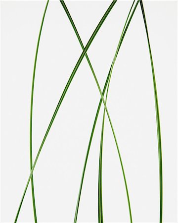 Close up of ornamental grass clippings on white background Photographie de stock - Premium Libres de Droits, Code: 6118-07354014