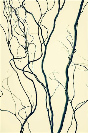 plain background - Willow tree Stock Photo - Premium Royalty-Free, Code: 6118-07354016