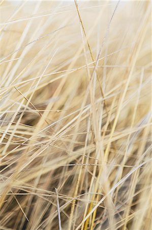 düne - Field of coastal sea grasses, Ocean Park Stock Photo - Premium Royalty-Free, Code: 6118-07354033