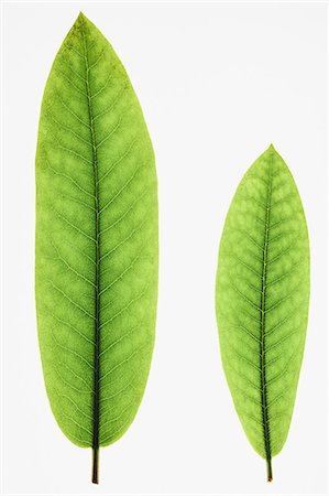 plain background - Two green Rhododendron leaves, one large, one small, close up Stock Photo - Premium Royalty-Free, Code: 6118-07354032