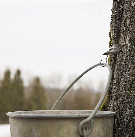 A metal pail hanging from a hook in the bark of a maple tree. Collecting the sap. Fotografie stock - Premium Royalty-Free, Codice: 6118-07354142