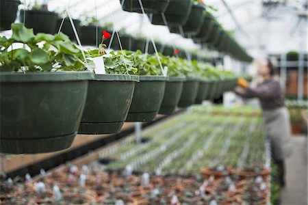 Spring growth in an organic plant nursery. A glasshouse with hanging baskets and plant seedlings. Photographie de stock - Premium Libres de Droits, Code: 6118-07354160