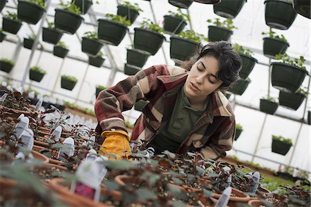 simsearch:6118-07354167,k - Spring growth in an organic plant nursery glasshouse. A woman working, checking plants and seedlings. Foto de stock - Sin royalties Premium, Código: 6118-07354165