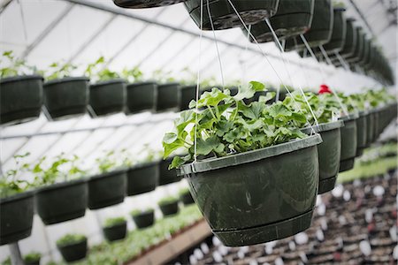Spring growth in an organic plant nursery. A glasshouse with hanging baskets and plant seedlings. Stock Photo - Premium Royalty-Free, Code: 6118-07354168