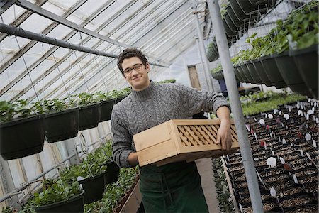 simsearch:6118-07354257,k - Spring growth in an organic plant nursery glasshouse. A man holding trays of young plants and seedlings. Photographie de stock - Premium Libres de Droits, Code: 6118-07354169