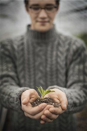 shop sign - A person in a commercial glasshouse, holding a small plant seedling in his cupped hands. Foto de stock - Sin royalties Premium, Código: 6118-07354186