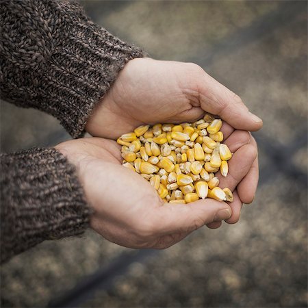 simsearch:6118-07354262,k - Spring Planting. A man holding a handful of plant seeds. Photographie de stock - Premium Libres de Droits, Code: 6118-07354192