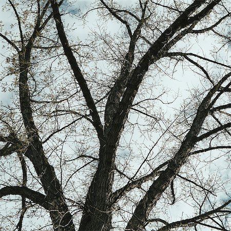 The spreading branches of a mature elm tree just as the leaves are breaking out of bud, viewed from below in Walla Walla, Oregon. Photographie de stock - Premium Libres de Droits, Code: 6118-07354265