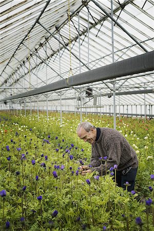 simsearch:6118-07354451,k - A man working in an organic plant nursery glasshouse in early spring. Stock Photo - Premium Royalty-Free, Code: 6118-07354275