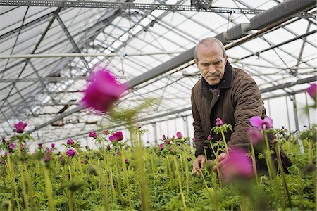 simsearch:649-07063406,k - A man working in an organic plant nursery glasshouse in early spring. Stock Photo - Premium Royalty-Free, Code: 6118-07354281