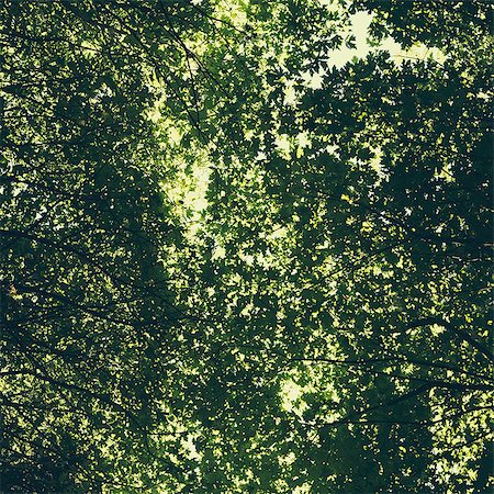 simsearch:6118-07351984,k - The tree canopy of big maple trees with lush green leaves, viewed from the ground. Photographie de stock - Premium Libres de Droits, Code: 6118-07354297