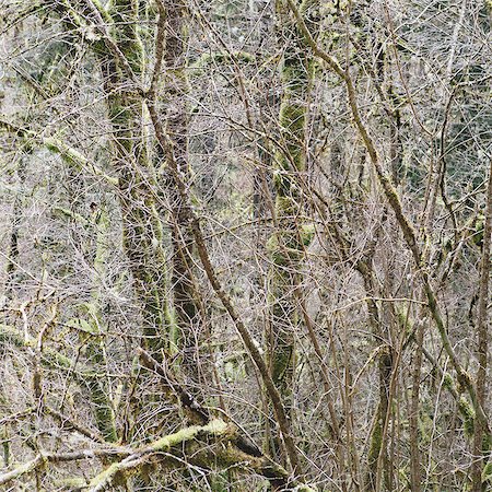 A dense forest of green, moss covered trees of vine maple, alder, cedar and fir in a national forest in Washington, USA Foto de stock - Sin royalties Premium, Código: 6118-07354213